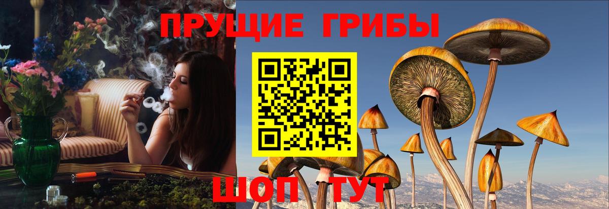 Галлюциногенные грибы Psilocybe Мелеуз